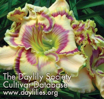 Daylily Royal Cypher